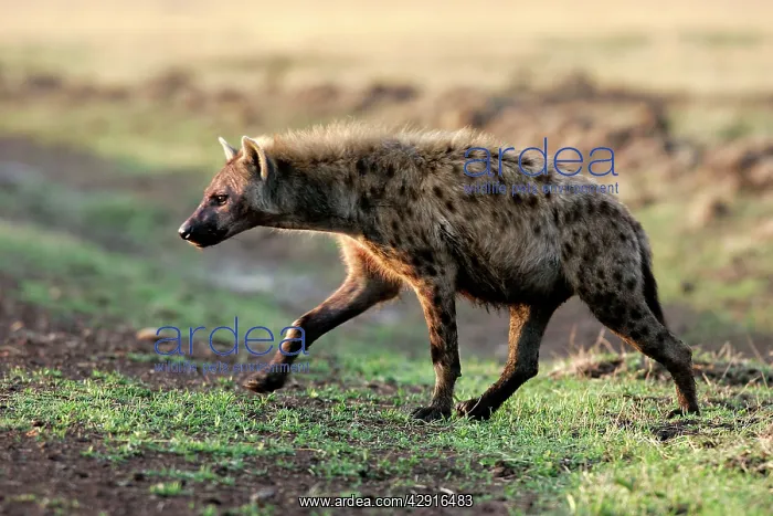 : Spotted Hyaena : Spotted Hyaena