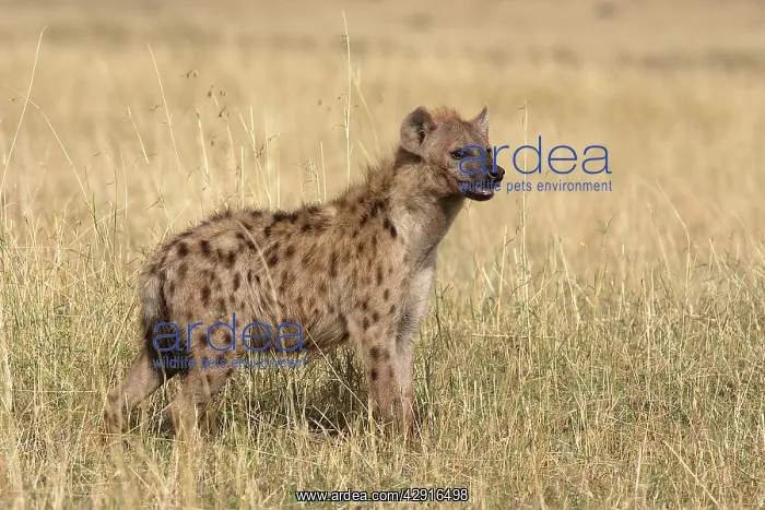 : Spotted Hyaena : Spotted Hyaena