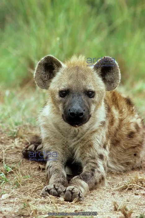 : SPOTTED HYAENA : SPOTTED HYAENA