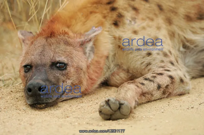 : Spotted Hyaena : Spotted Hyaena