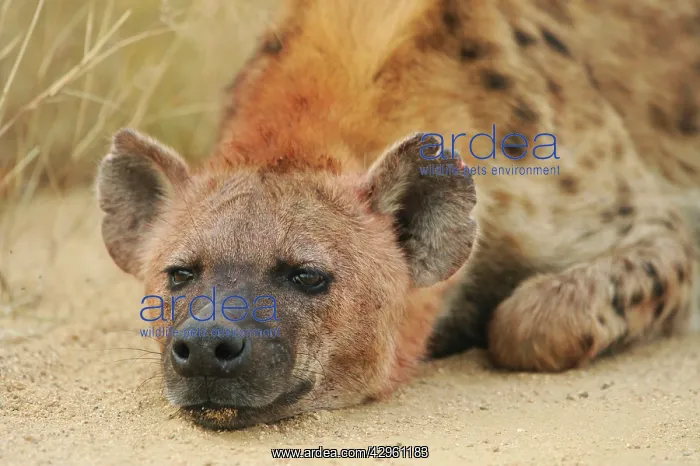 : Spotted Hyaena : Spotted Hyaena