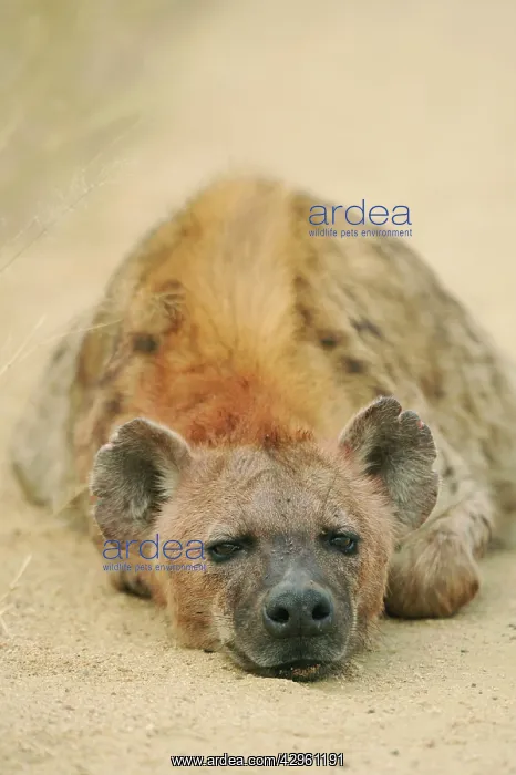 : Spotted Hyaena : Spotted Hyaena