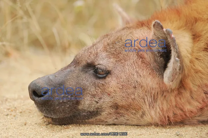 : Spotted Hyaena : Spotted Hyaena