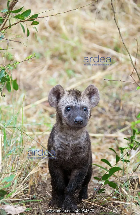 : Spotted Hyaena : Spotted Hyaena