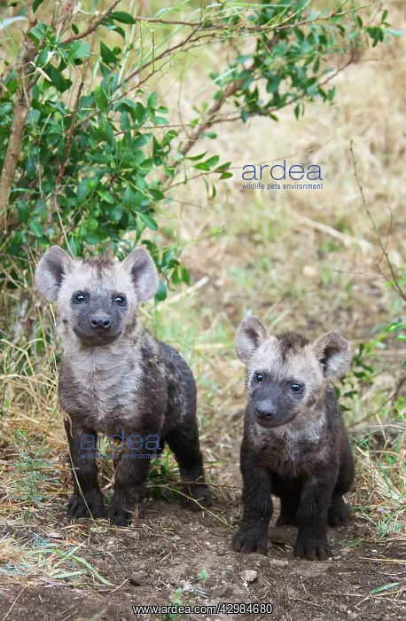 : Spotted Hyaena : Spotted Hyaena