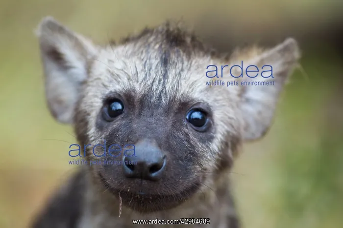 : Spotted Hyaena : Spotted Hyaena