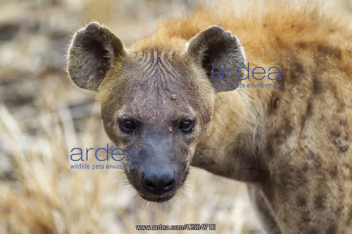 : Spotted Hyaena : Spotted Hyaena