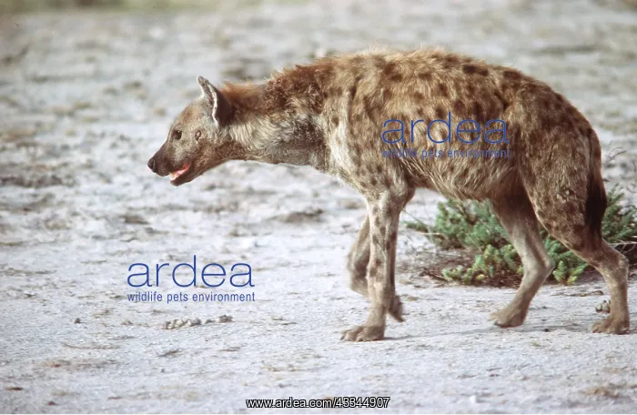 : SPOTTED HYAENA : SPOTTED HYAENA