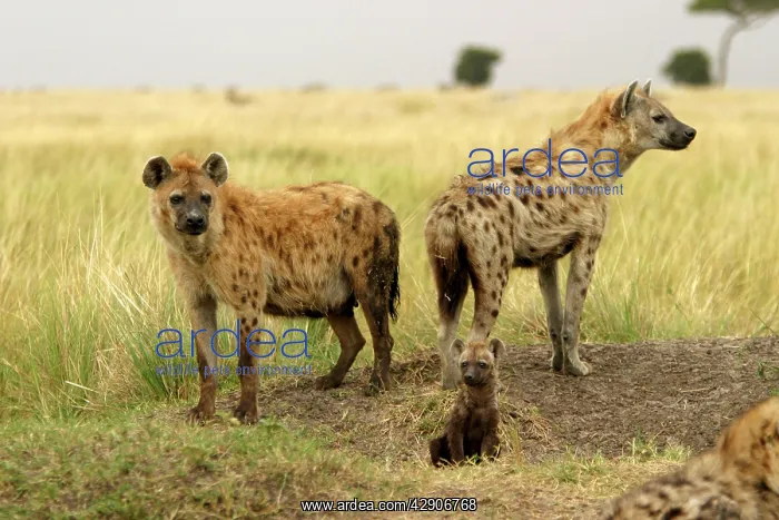 : Spotted Hyaena - adults with cub : Spotted Hyaena - adults with cub