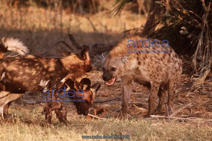 : Spotted Hyaena & African Hunting DOG - stand off : Spotted Hyaena & African Hunting DOG - stand off