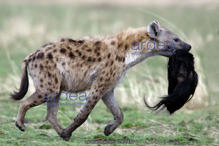  : Spotted Hyaena - carrying prey of wildebeest head
