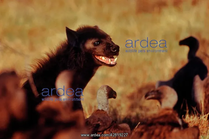 : Spotted Hyaena - Compete with vultures over carcasses : Spotted Hyaena - Compete with vultures over carcasses