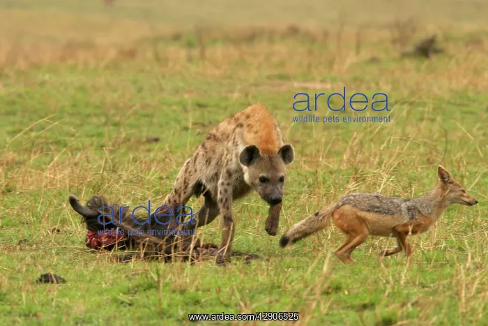 : Spotted Hyaena - Confronting Jackal next to kill : Spotted Hyaena - Confronting Jackal next to kill