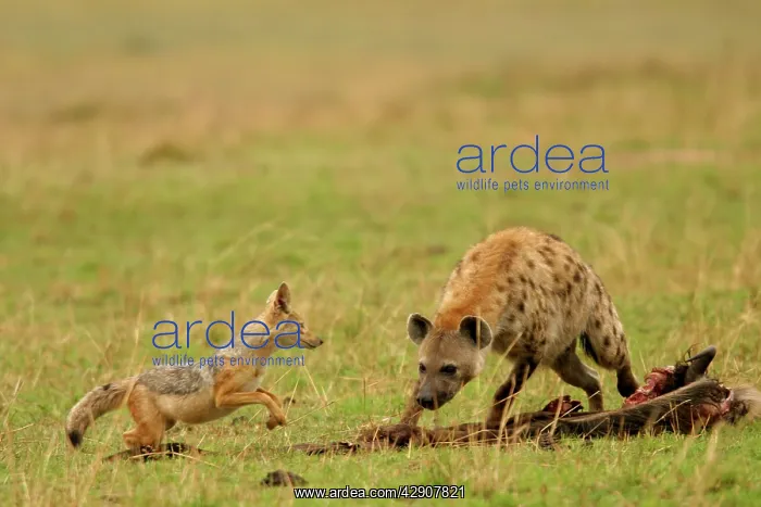 : Spotted Hyaena - confronting Jackal by kill : Spotted Hyaena - confronting Jackal by kill