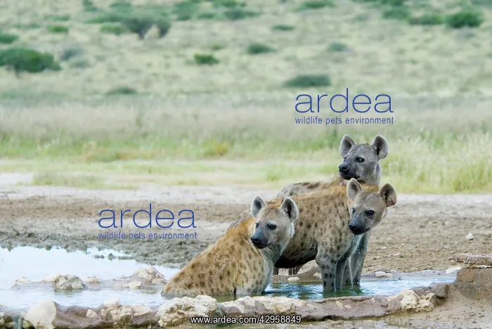 : Spotted Hyaena cooling off at Kousant waterhole : Spotted Hyaena cooling off at Kousant waterhole