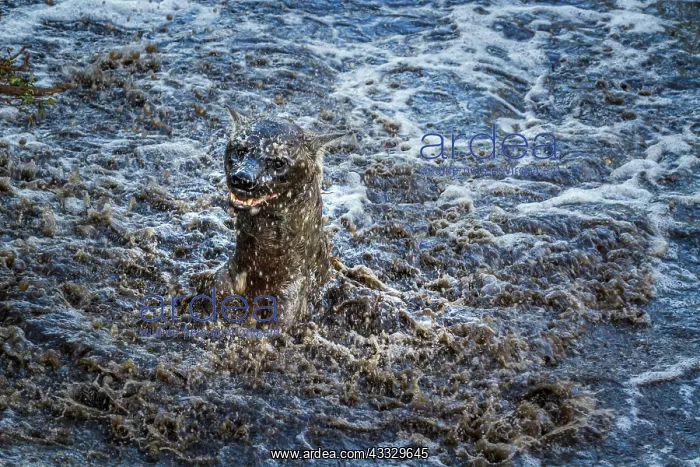 : Spotted hyaena (Crocuta crocuta) playing in water : Spotted hyaena (Crocuta crocuta) playing in water