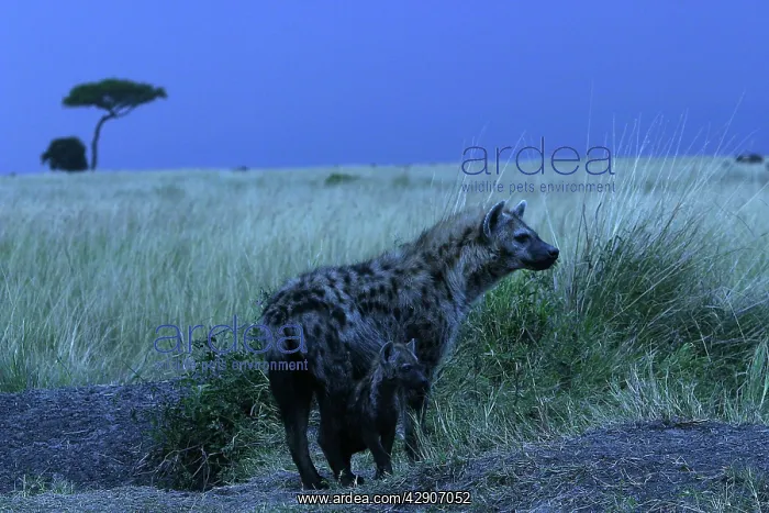 : Spotted Hyaena - With cub : Spotted Hyaena - With cub