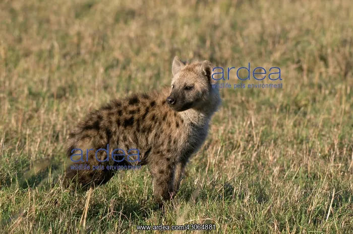: Spotted Hyaena cub (Crocuta crocuta), Masai : Spotted Hyaena cub (Crocuta crocuta), Masai