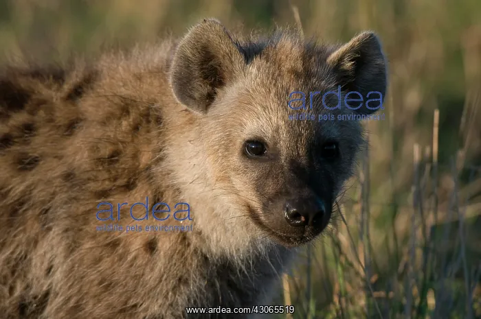 : Spotted Hyaena cub (Crocuta crocuta), Masai : Spotted Hyaena cub (Crocuta crocuta), Masai