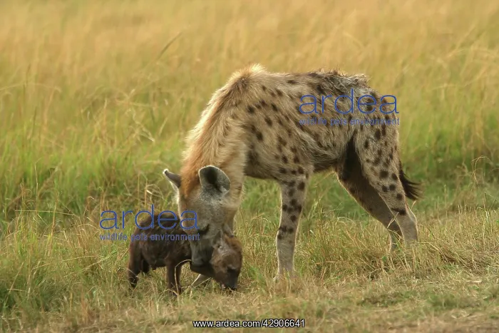 : Spotted Hyaena - With cub in mouth : Spotted Hyaena - With cub in mouth
