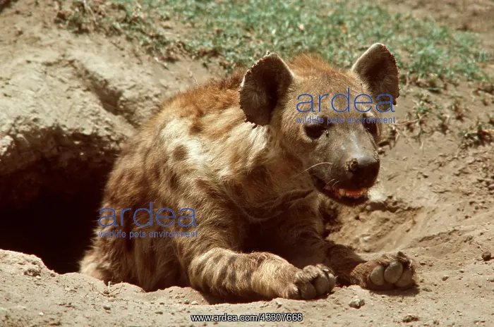 : SPOTTED HYAENA - at den : SPOTTED HYAENA - at den