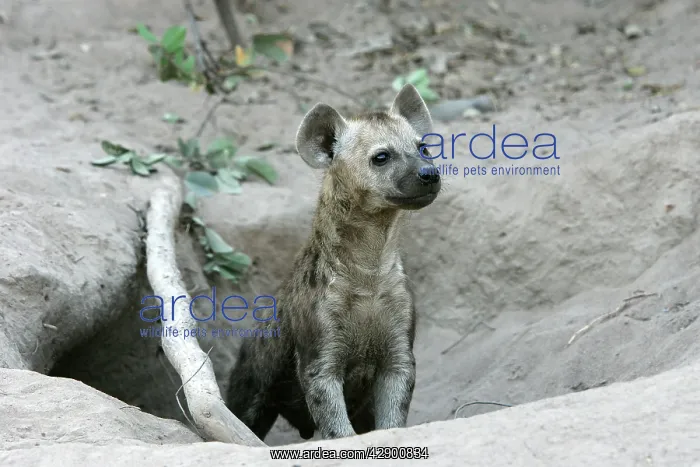 : Spotted Hyaena - at den entrance : Spotted Hyaena - at den entrance