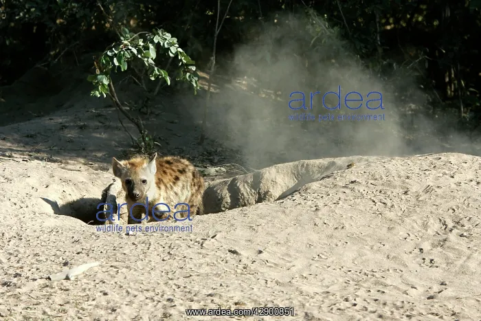 : Spotted Hyaena - at den entrance : Spotted Hyaena - at den entrance