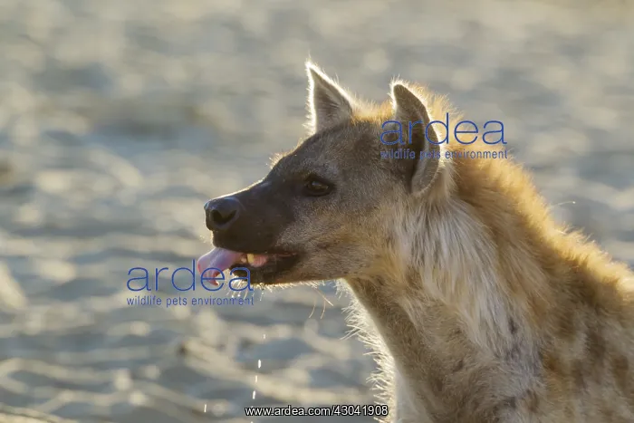 : Spotted Hyaena - drinking at a waterhole - Kalahari : Spotted Hyaena - drinking at a waterhole - Kalahari