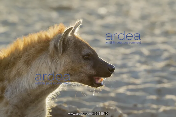 : Spotted Hyaena - drinking at a waterhole - Kalahari : Spotted Hyaena - drinking at a waterhole - Kalahari