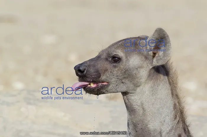 : Spotted Hyaena. Drinking at a waterhole. Kalahari : Spotted Hyaena. Drinking at a waterhole. Kalahari