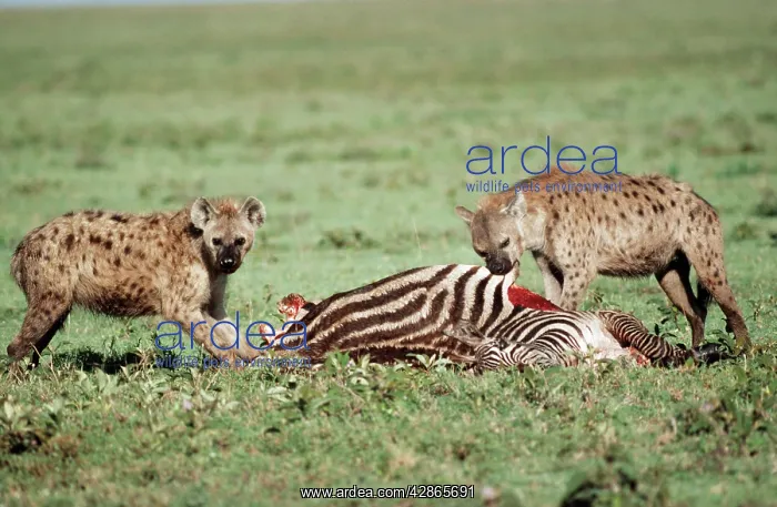  : Spotted Hyaena - Feeding at a Boehm's Zebra (Equus