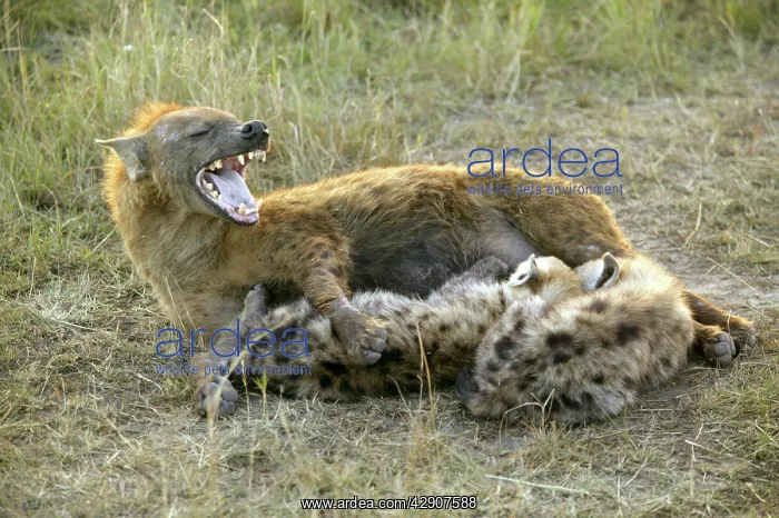 : Spotted Hyaena - feeding young : Spotted Hyaena - feeding young