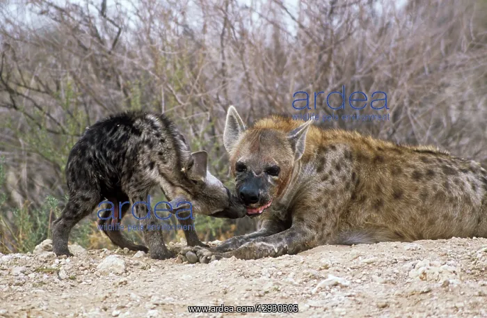 : Spotted Hyaena - female, at den, with cub : Spotted Hyaena - female, at den, with cub