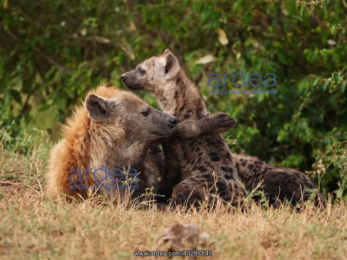 : Spotted Hyaena-female with young one lying on the : Spotted Hyaena-female with young one lying on the