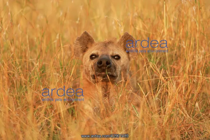 : Spotted Hyaena - amongst grass : Spotted Hyaena - amongst grass