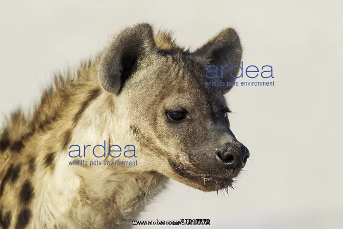 : Spotted Hyaena - juvenile : Spotted Hyaena - juvenile