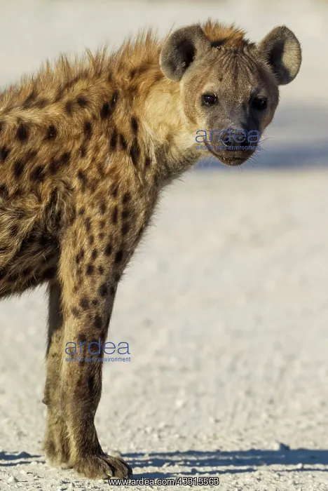 : Spotted Hyaena - juvenile : Spotted Hyaena - juvenile