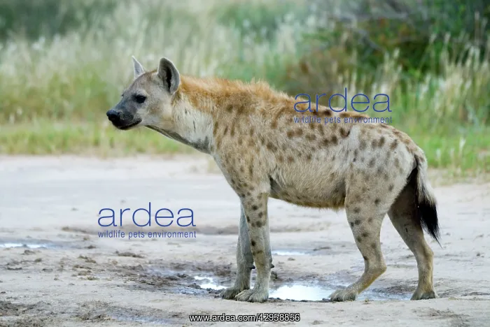 : Spotted Hyaena at Kousant waterhole : Spotted Hyaena at Kousant waterhole