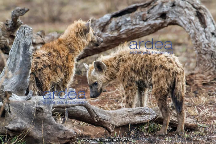 : Spotted hyaena in Kruger National park : Spotted hyaena in Kruger National park
