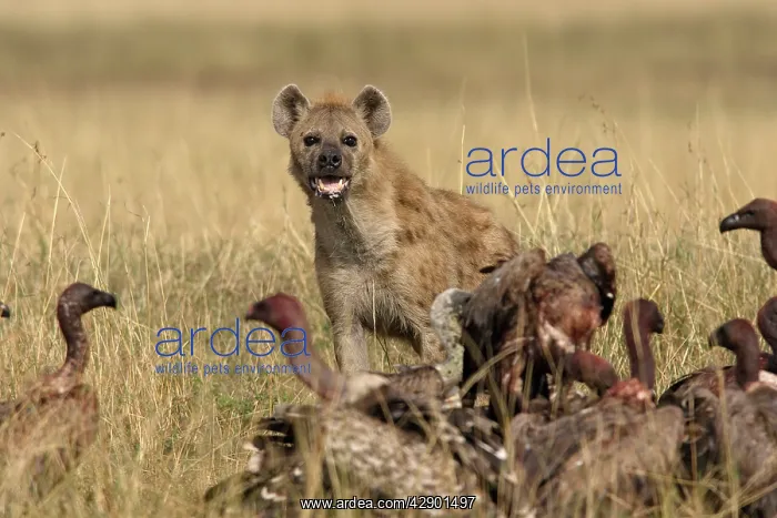 : Spotted Hyaena - looking at vultures at kill : Spotted Hyaena - looking at vultures at kill
