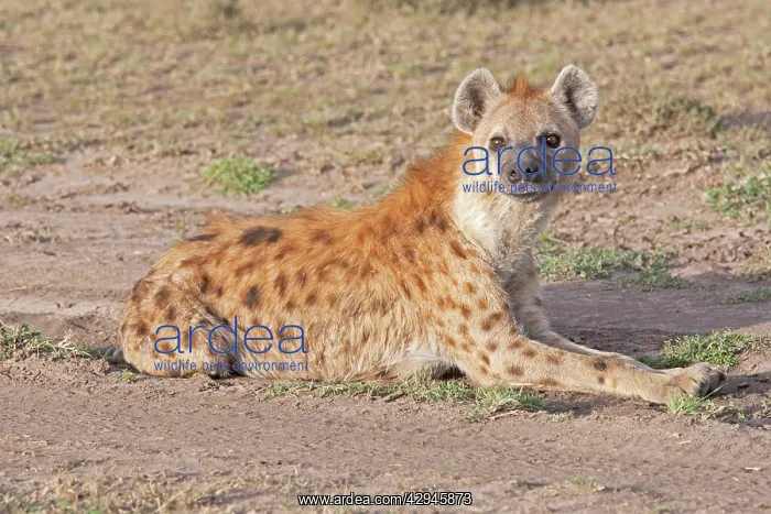 : Spotted Hyaena - Lying down on open savannah plains : Spotted Hyaena - Lying down on open savannah plains