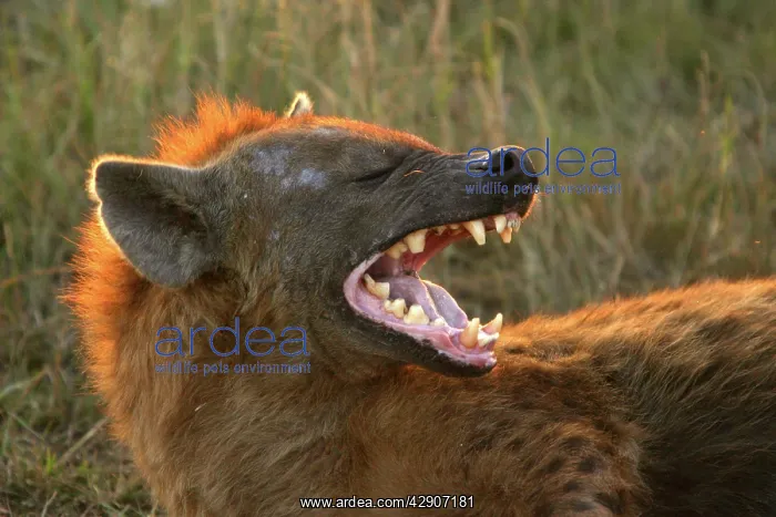 : Spotted Hyaena - with mouth open : Spotted Hyaena - with mouth open