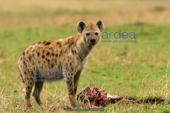 : Spotted Hyaena - with prey : Spotted Hyaena - with prey