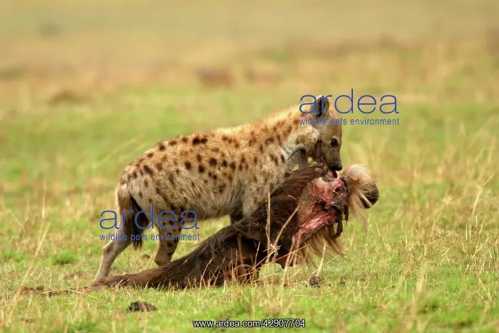 : Spotted Hyaena - with prey : Spotted Hyaena - with prey