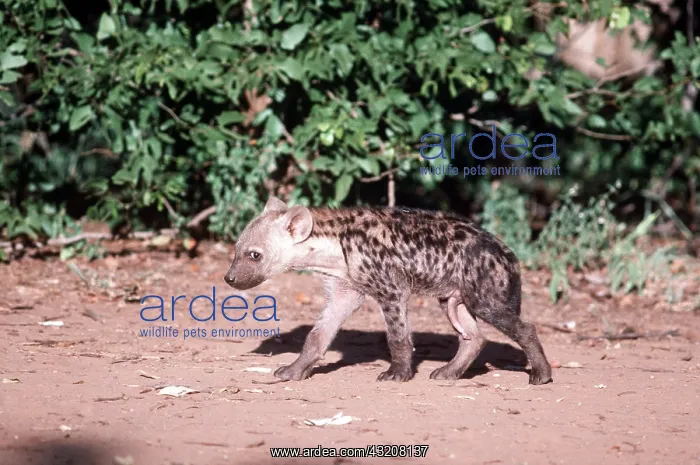 : SPOTTED HYAENA PUP : SPOTTED HYAENA PUP
