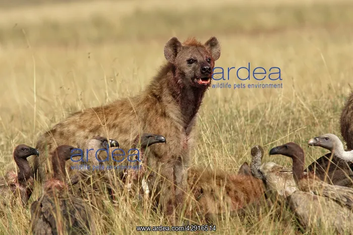 : Spotted Hyaena - scavanging at kill with vultures : Spotted Hyaena - scavanging at kill with vultures