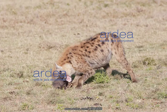 : Spotted Hyaena - With skull on open savannah plains : Spotted Hyaena - With skull on open savannah plains