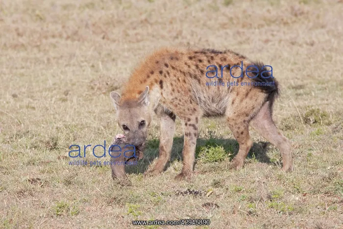 : Spotted Hyaena - With skull on open savannah plains : Spotted Hyaena - With skull on open savannah plains