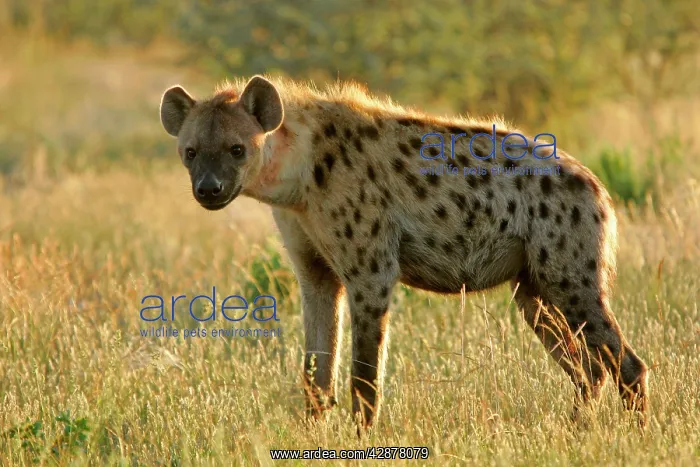 : Spotted Hyaena - standing in grass savannah in backlight : Spotted Hyaena - standing in grass savannah in backlight