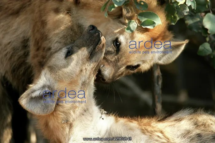 : Spotted Hyaena -two : Spotted Hyaena -two